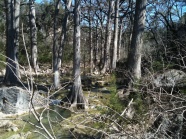 2010-03-12-Hamilton Pool-13.jpg